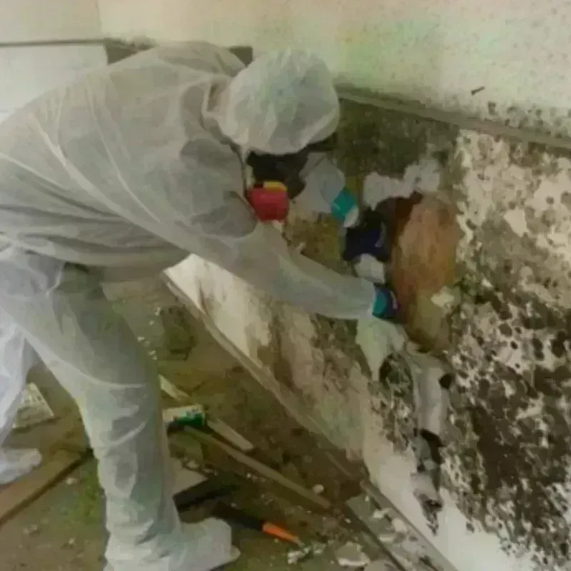 Mold Remediation and Removal in Campbellsville, KY